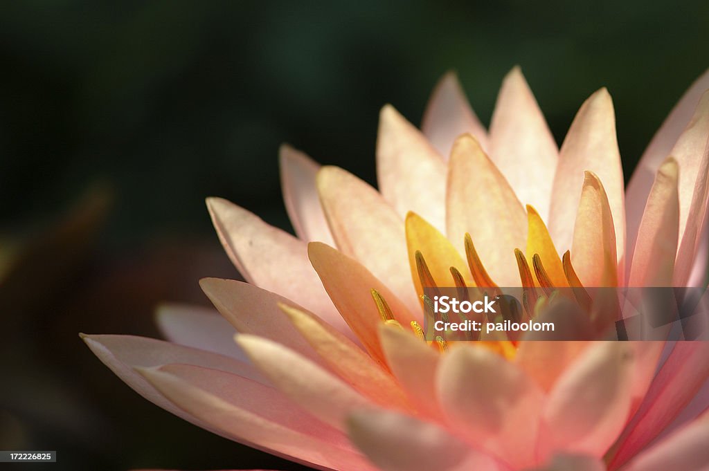 lotus rose - Photo de Beauté libre de droits