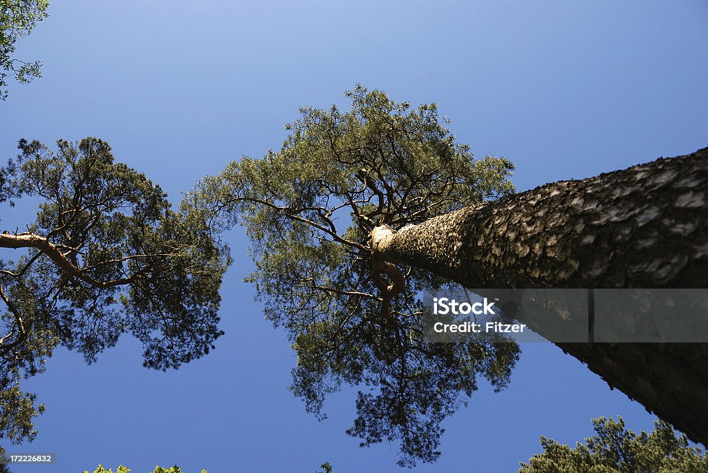 In cima - Foto stock royalty-free di Albero