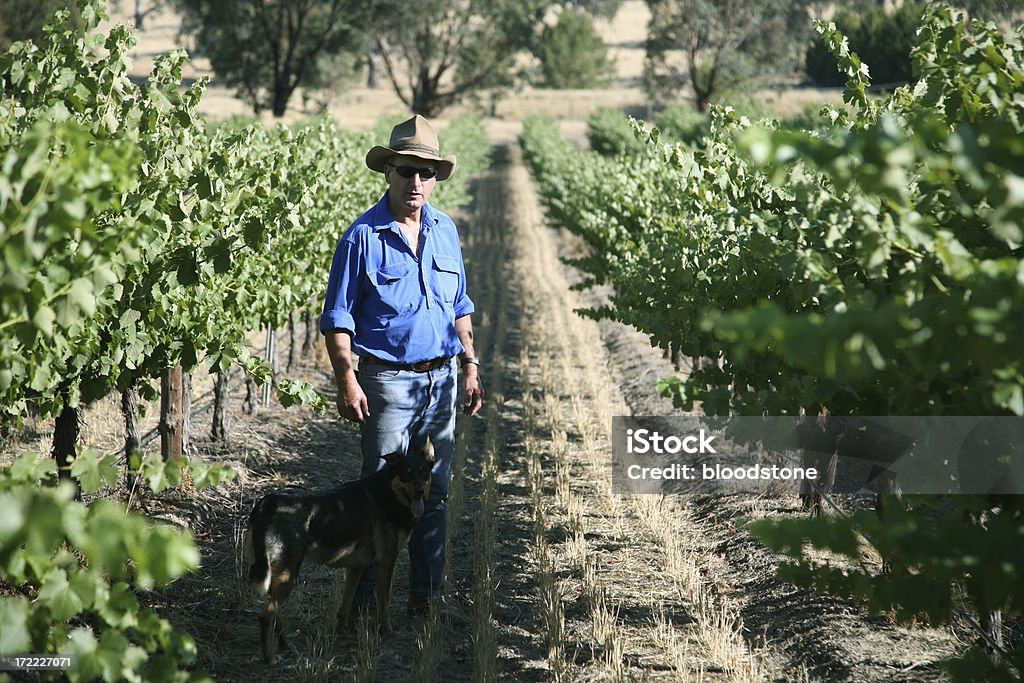 Agricultor e vinhedos - Foto de stock de Austrália royalty-free