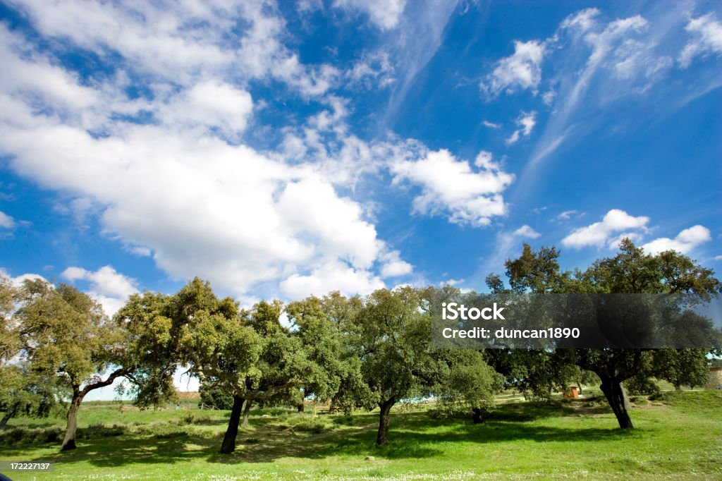 Summer Trees "Trees on a bright summers day. Andalucia, Spain" Agricultural Field Stock Photo