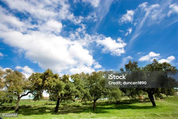 Summer Trees Stock Photo - Download Image Now - Agricultural Field, Agriculture, Andalusia