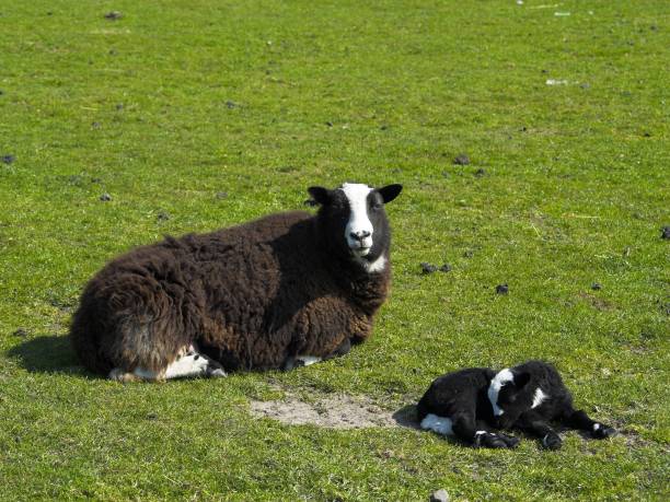 Sheep in agricultural field on Vancouver Island, British Columbia