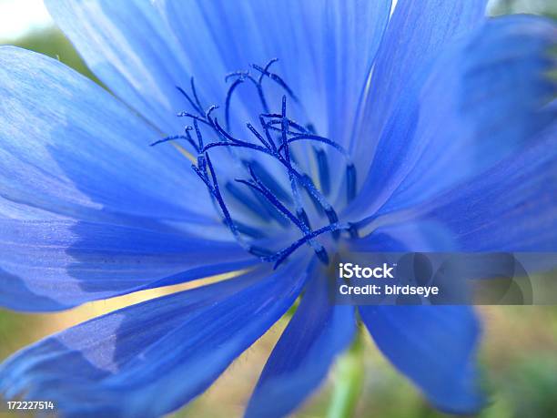 Chicory En Primer Plano Foto de stock y más banco de imágenes de Achicoria común - Achicoria común, Azul, Belleza de la naturaleza