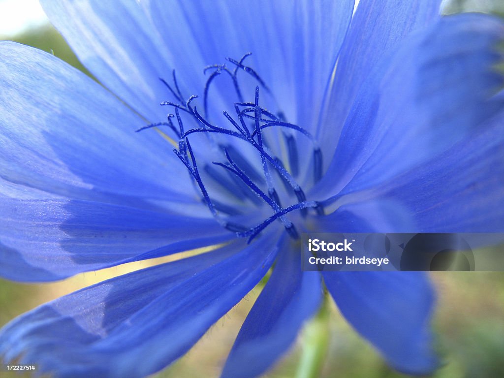 Cicoria primo piano - Foto stock royalty-free di Bellezza naturale