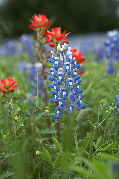 istock Bluebonnets and Indian Paint Brush 172227648