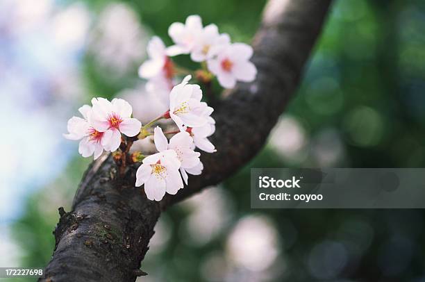 Ciliegio - Fotografie stock e altre immagini di Albero - Albero, Ambientazione esterna, Bellezza naturale