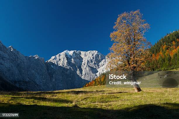 Ahornboden - Fotografie stock e altre immagini di Acero - Acero, Affettuoso, Albero