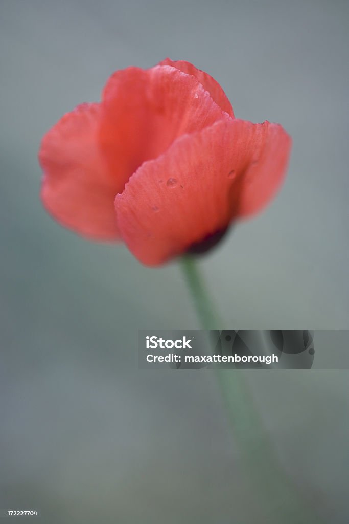 Singolo rosso papavero - Foto stock royalty-free di Allegoria