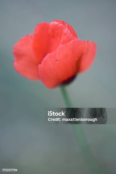 Singolo Rosso Papavero - Fotografie stock e altre immagini di Allegoria - Allegoria, Amore, Composizione verticale