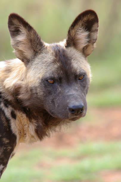 istock African Wild Dog two 172227945