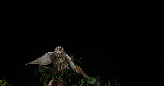 Long Eared Owl, asio otus, Adult in Flight, Normandy in France,