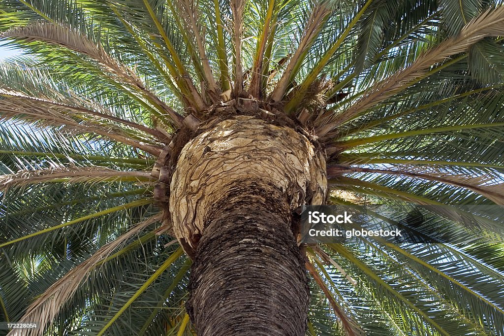 palma - Zbiór zdjęć royalty-free (Baldachim drzew)