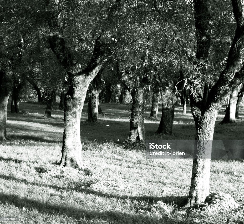 Olive Wachstum - Lizenzfrei Abstrakt Stock-Foto