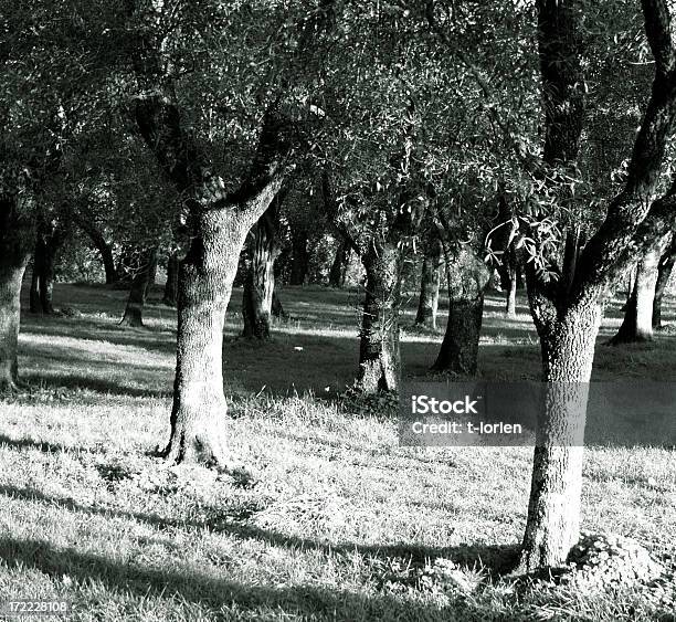 Olive Wachstum Stockfoto und mehr Bilder von Abstrakt - Abstrakt, Agrarbetrieb, Baum