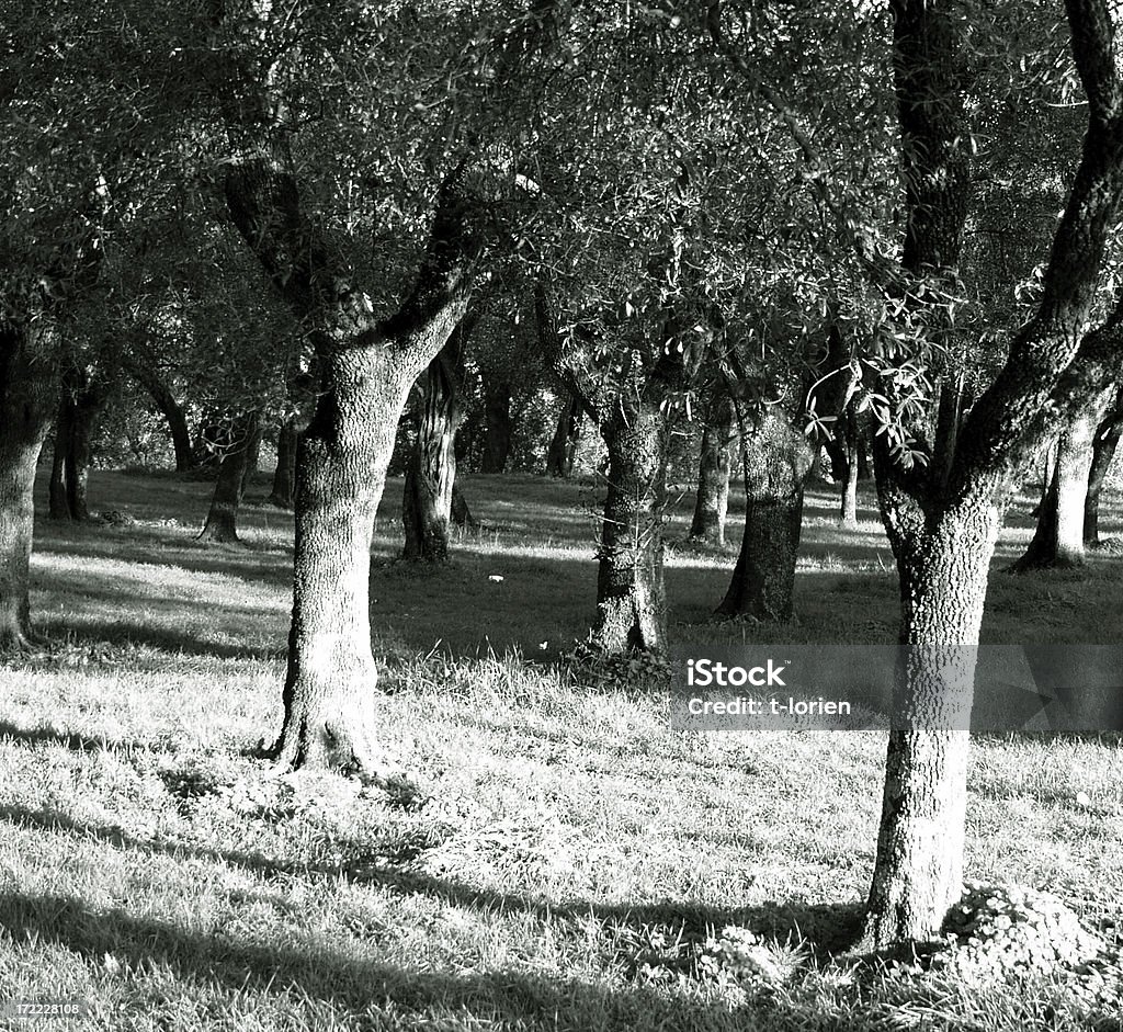 Olive la croissance - Photo de Abstrait libre de droits