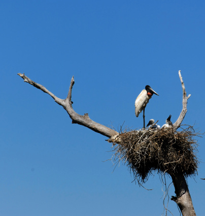 A Jabiru Stork with two chicks in the nest. Taken with a Nikon D200.