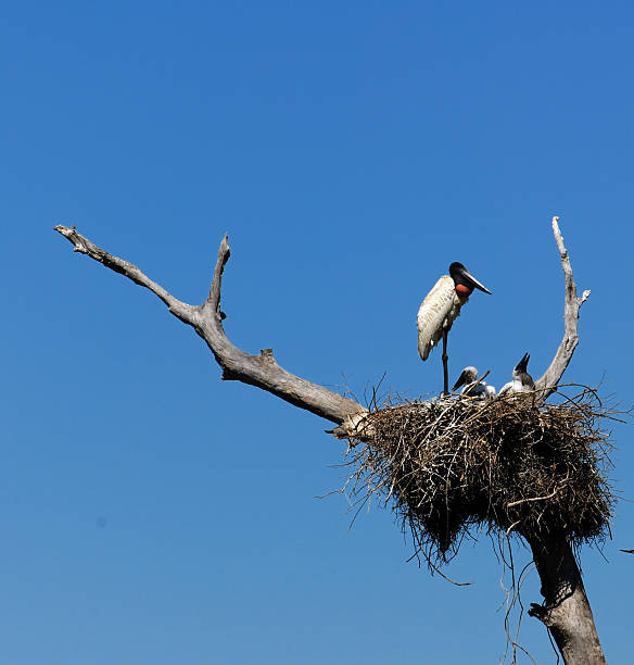 Jabiru Stork on Nest stock photo