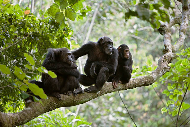 Chimp Family A family of three chimps on a tree branch watching something of interest. Taken in the wild in Africa. serious monkey stock pictures, royalty-free photos & images