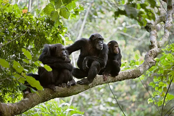 A family of three chimps on a tree branch watching something of interest. Taken in the wild in Africa.