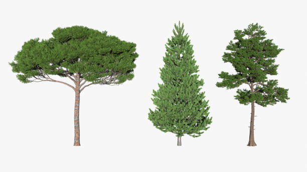 istock Collection of beautiful trees isolated on white background.Used for visualization in architectural design or garden decoration. 1722284218