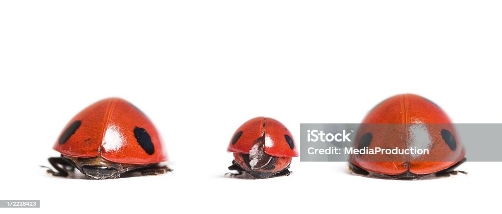 ladybug family Ladybird/Ladybugs series; Animal Stock Photo