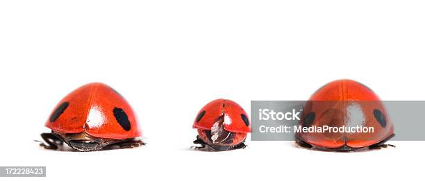 Ladybug Family Stock Photo - Download Image Now - Animal, Beetle, Black Color