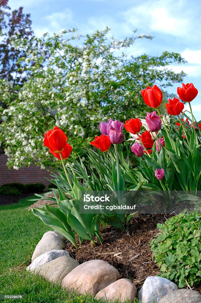 Tulips with professional landscaping Multicolored tulips in front of flowering tree and beautiful blue sky. Border - Frame Stock Photo