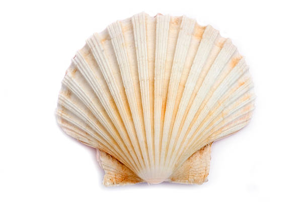 Shell Shell on a white background animal shell stock pictures, royalty-free photos & images