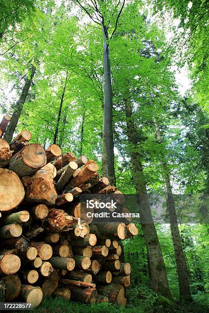 Drewno Zapasów - zdjęcia stockowe i więcej obrazów Bez ludzi - Bez ludzi, Drewno - Materiał budowlany, Drewno - Tworzywo