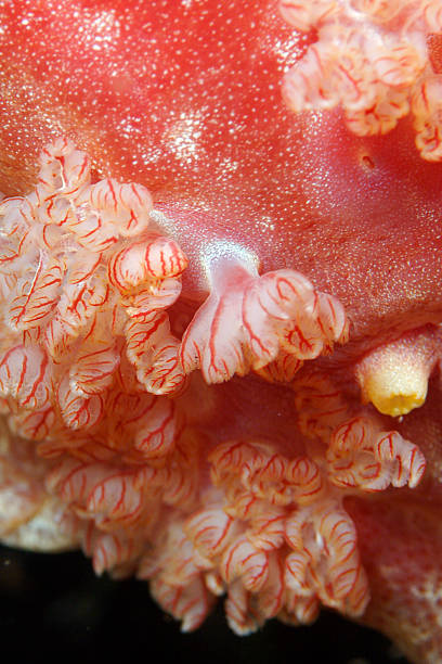 Spanish Dancer Nudibranch Gills Cook Island DiveOrder: NUDIBRANCHIASuborder: DORIDINAFamily: Hexabranchidae stetner stock pictures, royalty-free photos & images