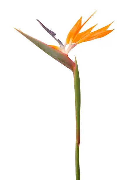 Bird of Paradise with clipping path.