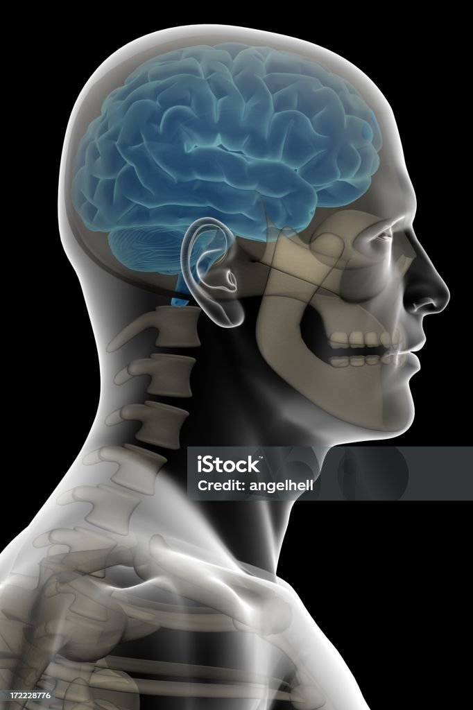 Menschlicher Kopf mit Gehirn und Knochen - Lizenzfrei Anatomie Stock-Foto