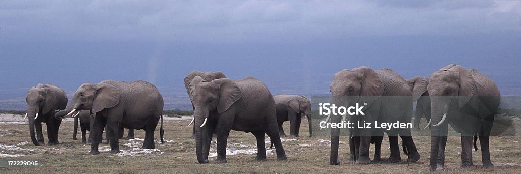 아프리카 코끼리 (Loxodonta africana) - 로열티 프리 0명 스톡 사진