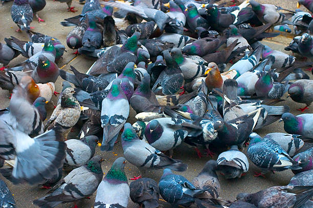 istock Pigeon Mob in New York City 172229093