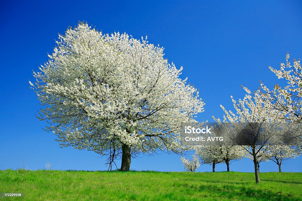 거대한 벚나무 Blossoming 봄 과수원 - 로열티 프리 꽃 나무 스톡 사진