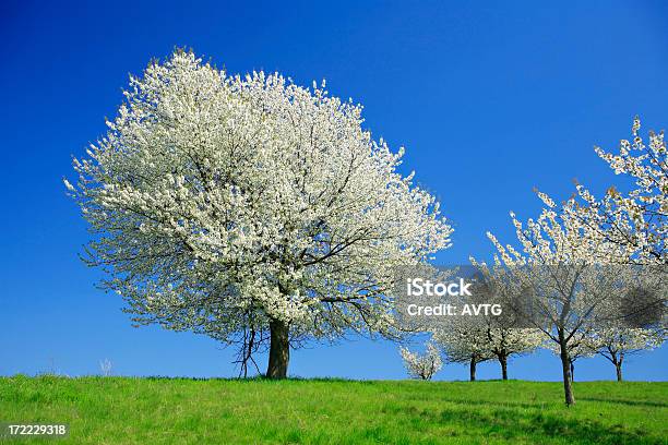 거대한 벚나무 Blossoming 봄 과수원 꽃 나무에 대한 스톡 사진 및 기타 이미지 - 꽃 나무, 대형, 벚나무