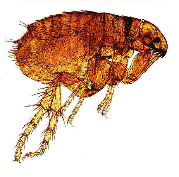 pchła psia - flea scratching high scale magnification magnification zdjęcia i obrazy z banku zdjęć