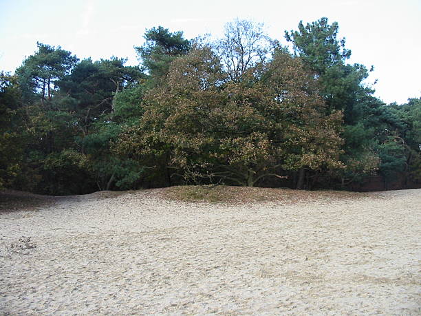 Forest with sand dunes stock photo