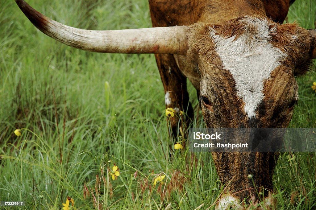 Vrai Texas Longhorn - Photo de Texas libre de droits