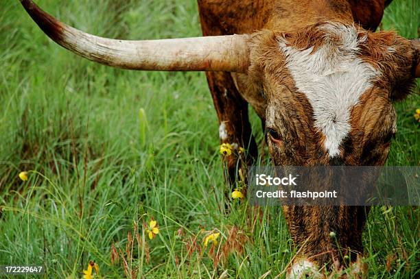 Prawda Texas Longhorn - zdjęcia stockowe i więcej obrazów Stan Teksas - Stan Teksas, Bydło rasy Texas Longhorn, Byk - Zwierzę płci męskiej