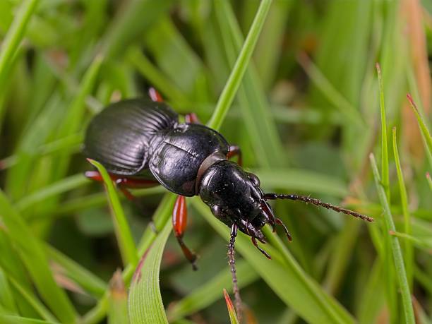 Ground Beetle Ground Beetle ground beetle stock pictures, royalty-free photos & images