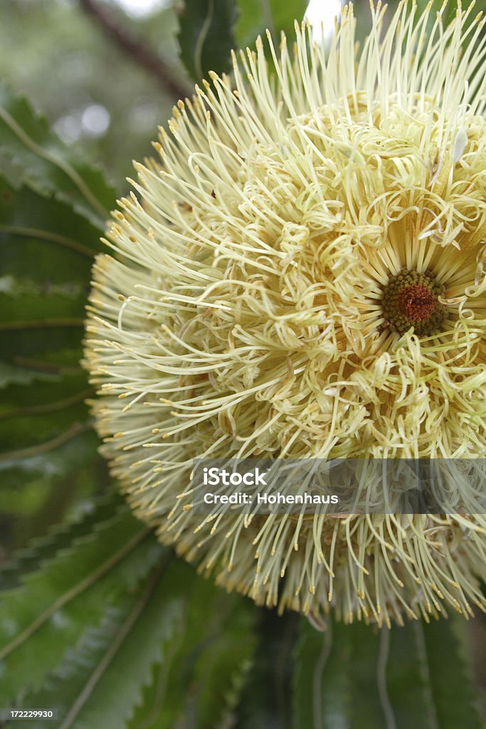 Król banksias - Zbiór zdjęć royalty-free (Banksja)