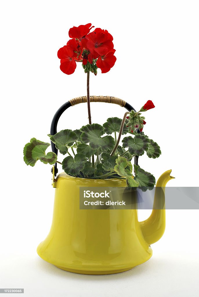 tea pot with flowers Old tea pot with flower boquet of geraniums against white background. Arrangement Stock Photo