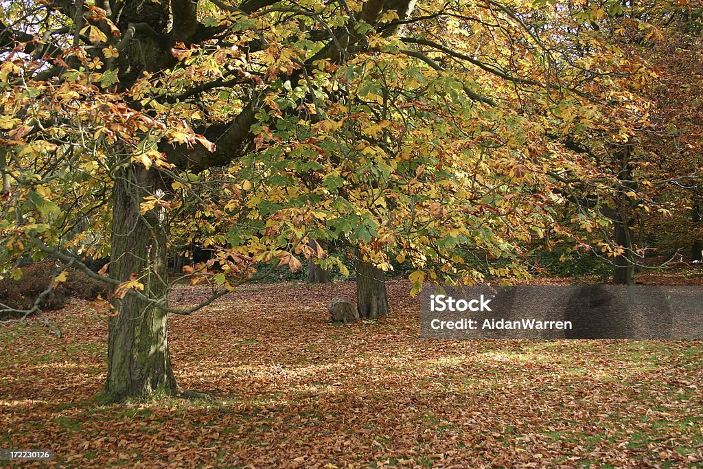 Autumn Leaves An autumnal scene of horse chestnut trees taken in Richmond Park Autumn Stock Photo