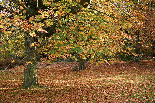 Autumn Leaves stock photo