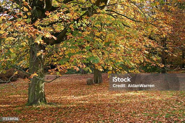 Autumn Leaves Stock Photo - Download Image Now - Autumn, Chestnut Tree, Heat - Temperature