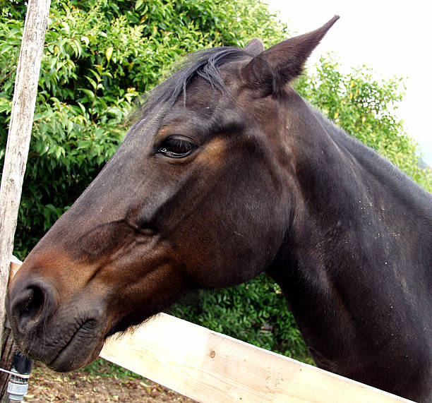istock Head of a horse 172230239
