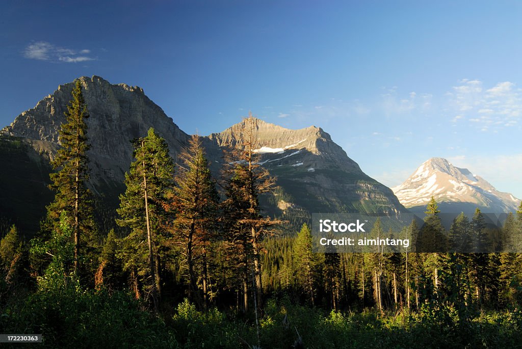 Mountain View 4 - Foto stock royalty-free di Albero