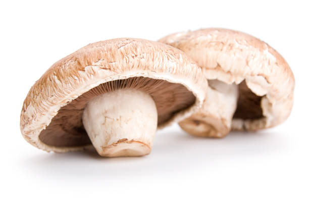 istock Two Portabello Mushrooms Isolated on a White Background 172230507