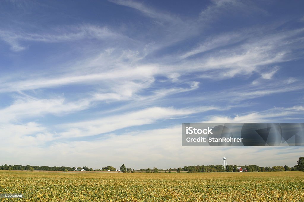 Campo de soja en Cirrus nubes - Foto de stock de Haba de Soja libre de derechos